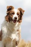BORDER COLLIE 678